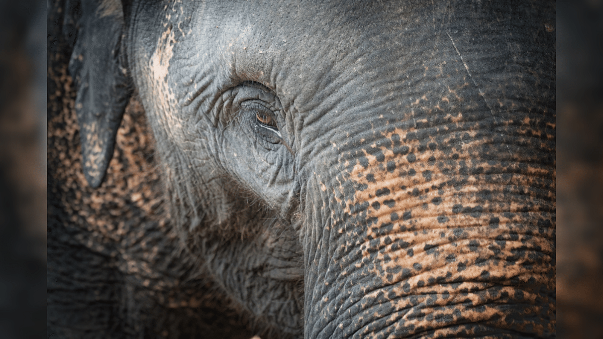 Union Environment Ministry sends team to probe elephant deaths at Odisha's Karlapat Wildlife Sanctuary