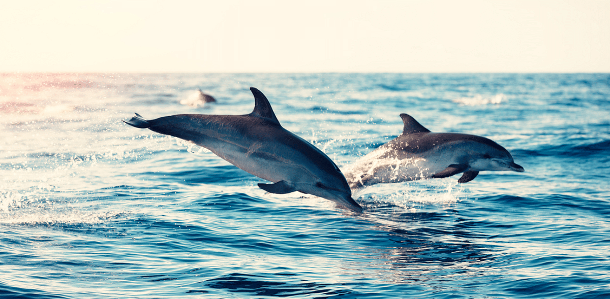 86 dolphins found dead off Mozambique
