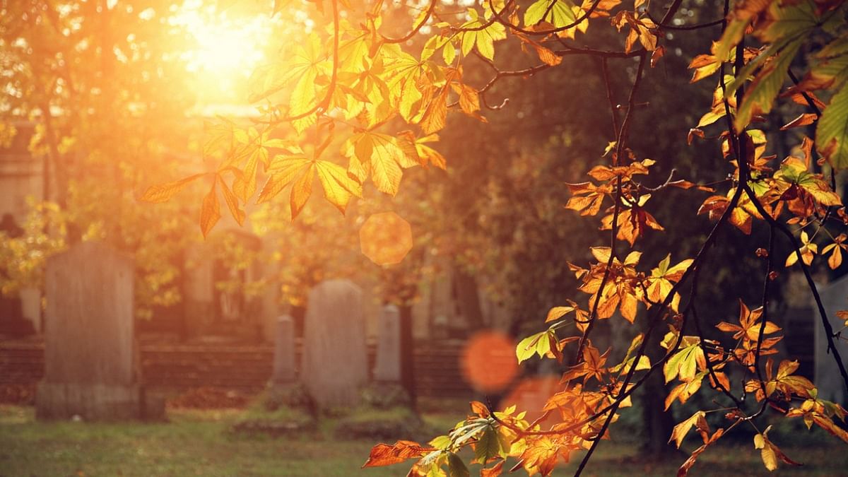A biodiversity hotspot you didn't know about: Graveyards