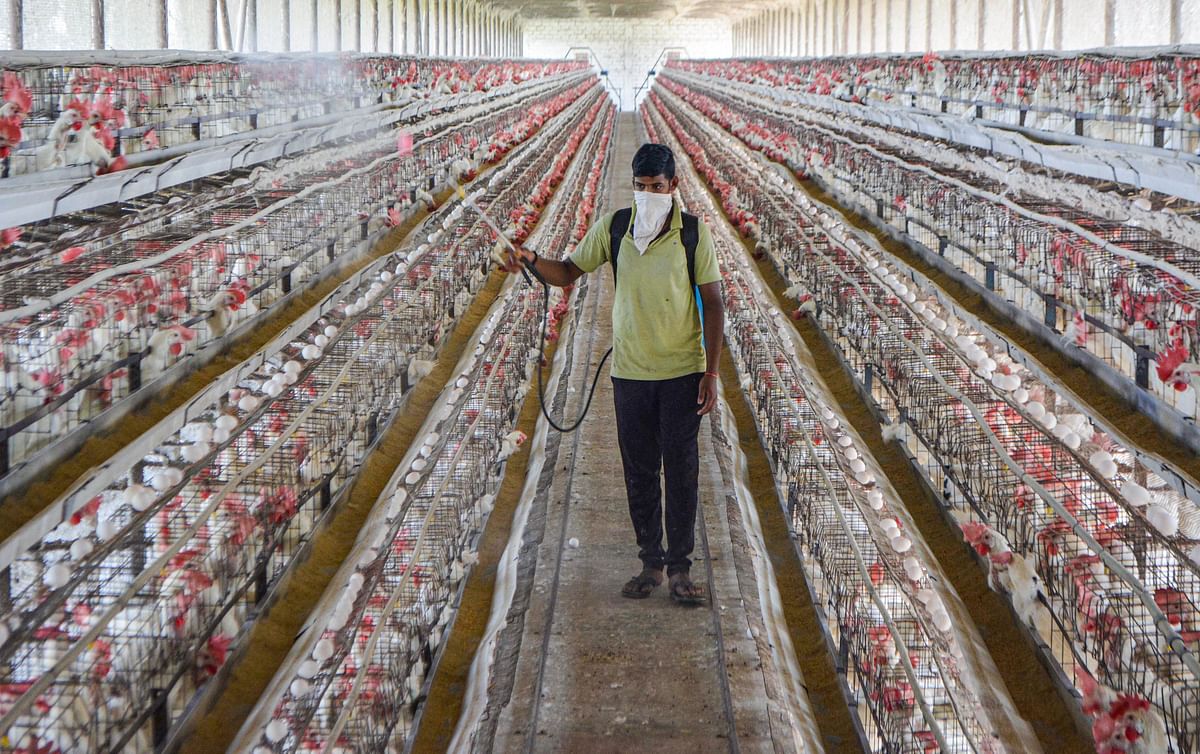 Maharashtra reports deaths of 44 birds due to avian flu