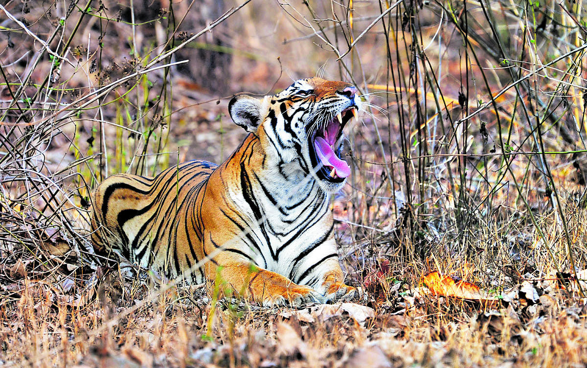 There is a boom in tiger numbers but where will they go?