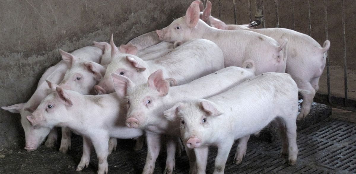China confirms swine fever in piglets in Yunnan province