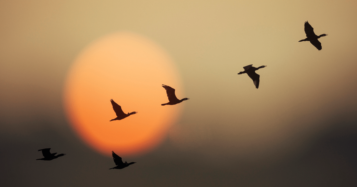 bird migration