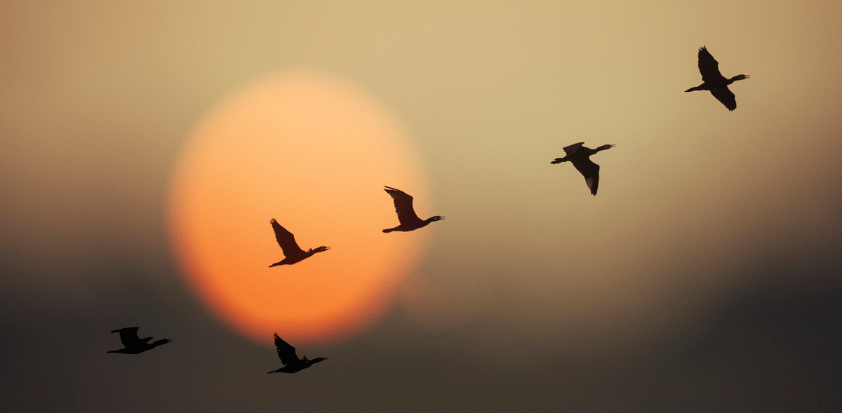 Threats to migratory birds
