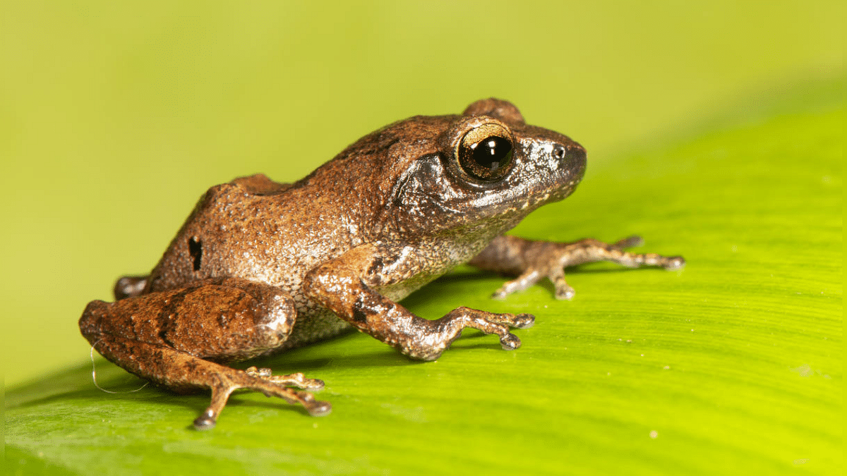 Five new species of shrub frogs found in Western Ghats