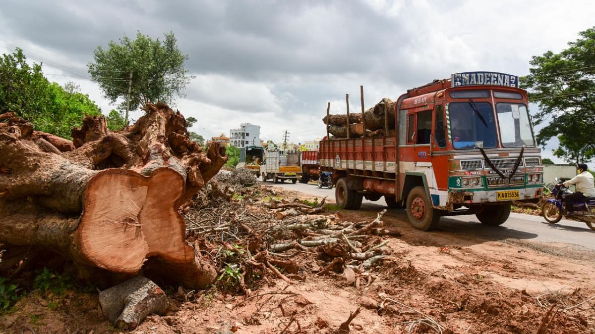 KRDCL not to axe more trees, thanks to Karnataka HC intervention
