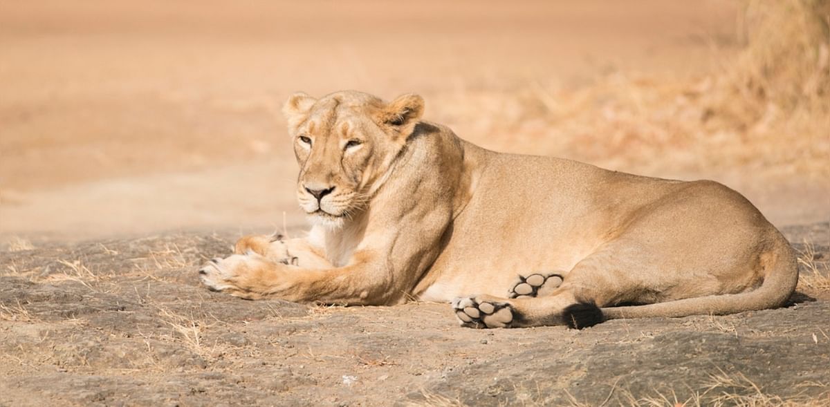 7 get jail terms for harassing lioness in Gujarat's Gir forest