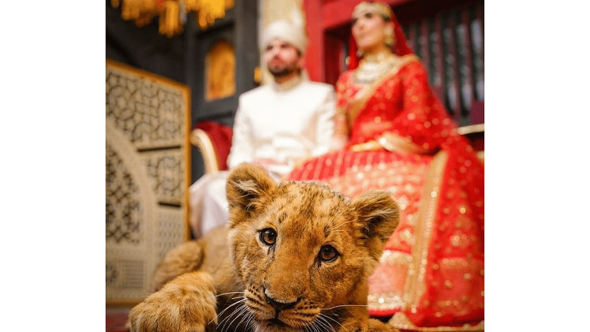 Pakistan couple in trouble for using 'sedated' lion cub for wedding photography