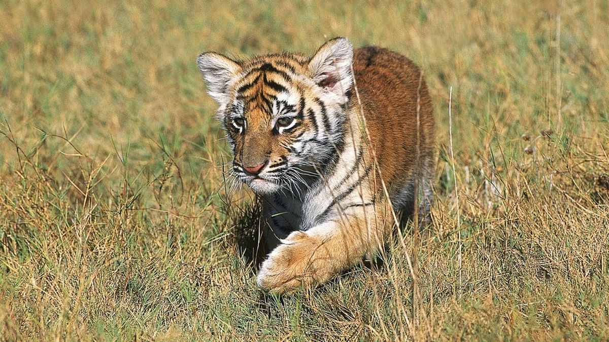 Tigress Avni's offspring dies 8 days after release into wild