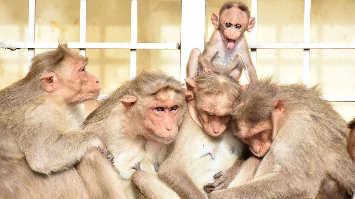 Karnataka govt plans to sterilise menacing monkeys