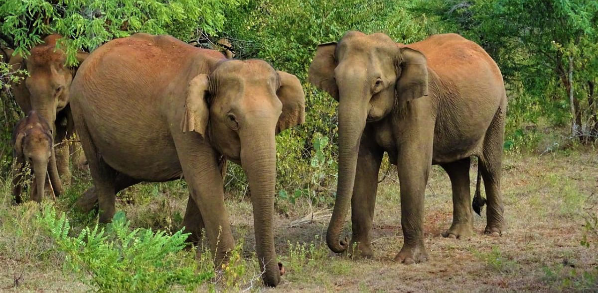 Elephant attacks have become a poll issue in West Bengal's Bankura: Report