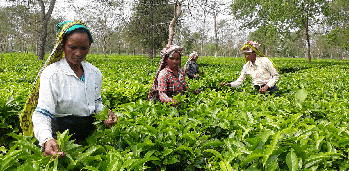 Assam Polls: 'Unfulfilled promises' on wage, ST and price rise worry tea garden voters