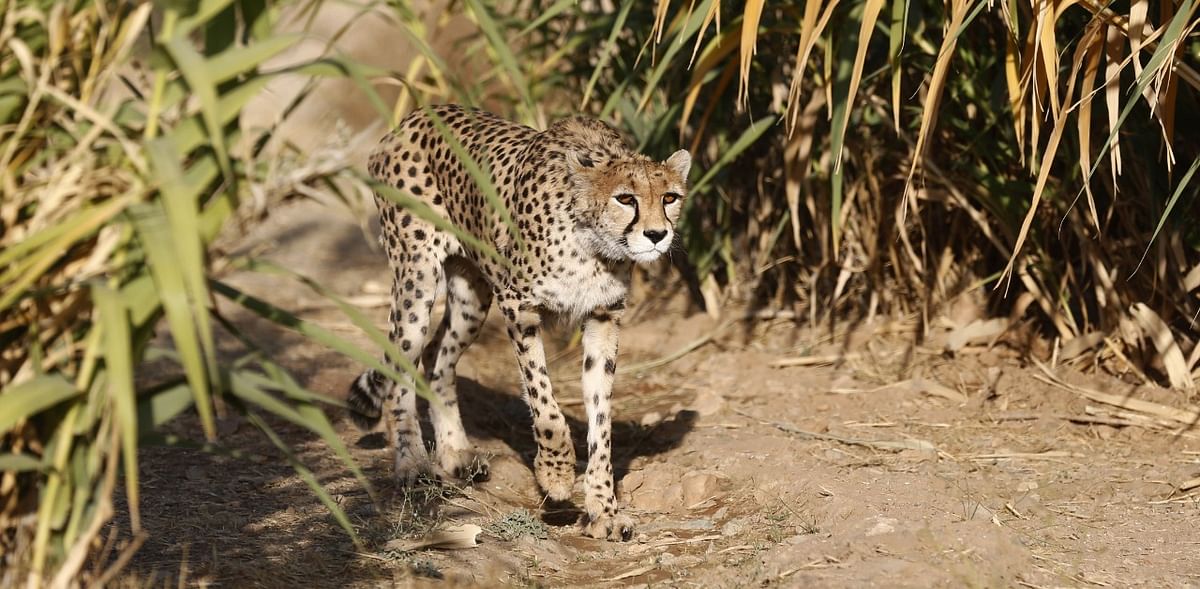 After 70 years, cheetahs set to make a comeback in India: Report
