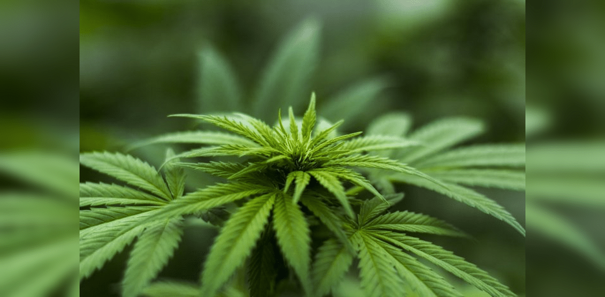 Himachal Pradesh mulls legalising cannabis cultivation: Here's why