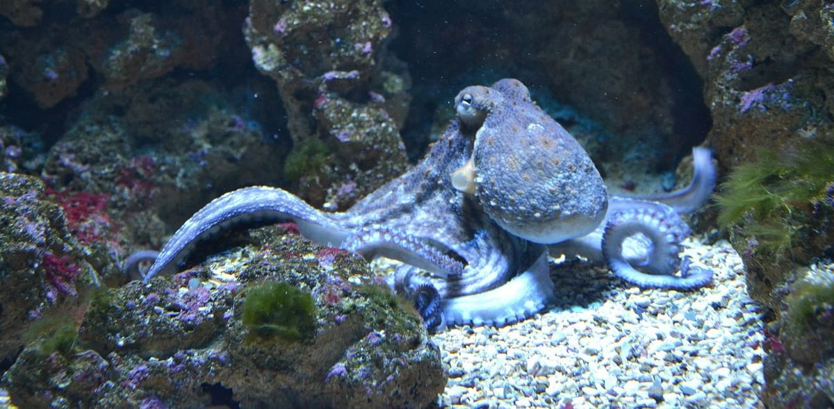 Do octopuses have dreams? Tiny ones, probably