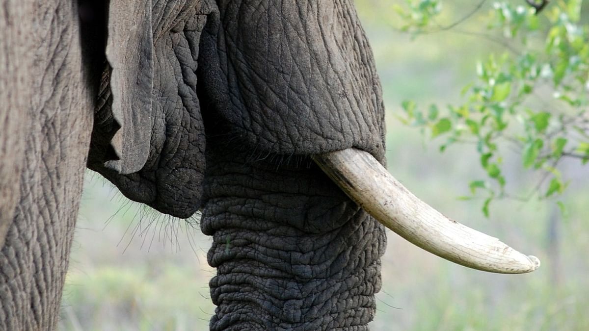 Four arrested for smuggling elephant tusks in Karnataka