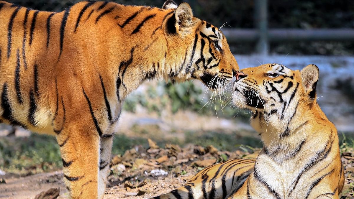 Delhi zoo to bring 3 more tigers for breeding purposes; ostrich, chinkara to be added