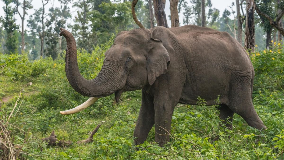 Karnataka govt to set up 9th elephant camp at Harangi
