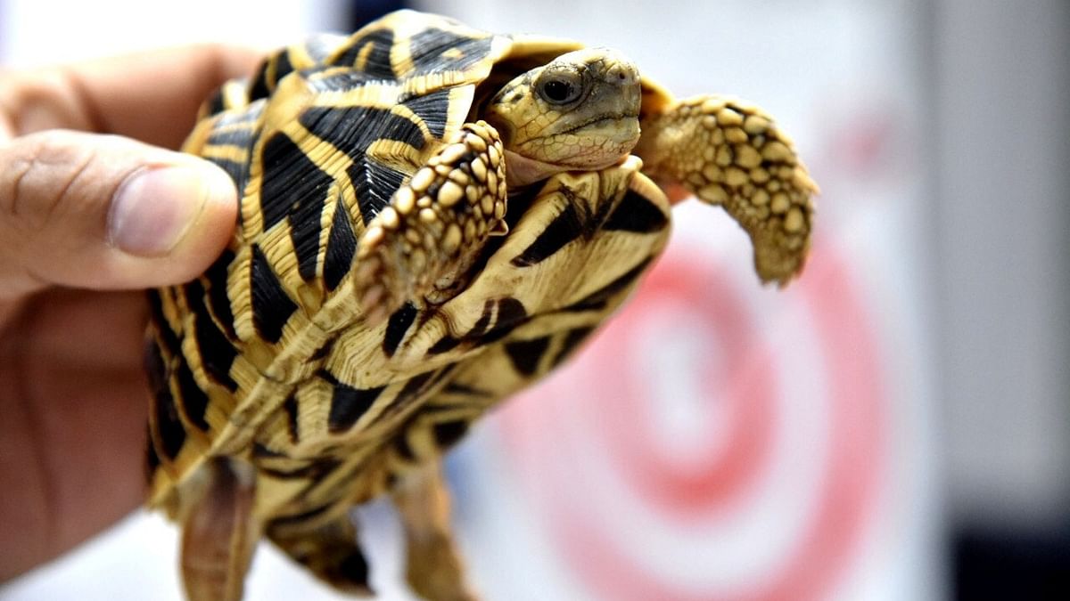 Ecuador cop held with over 185 baby tortoises in suitcase
