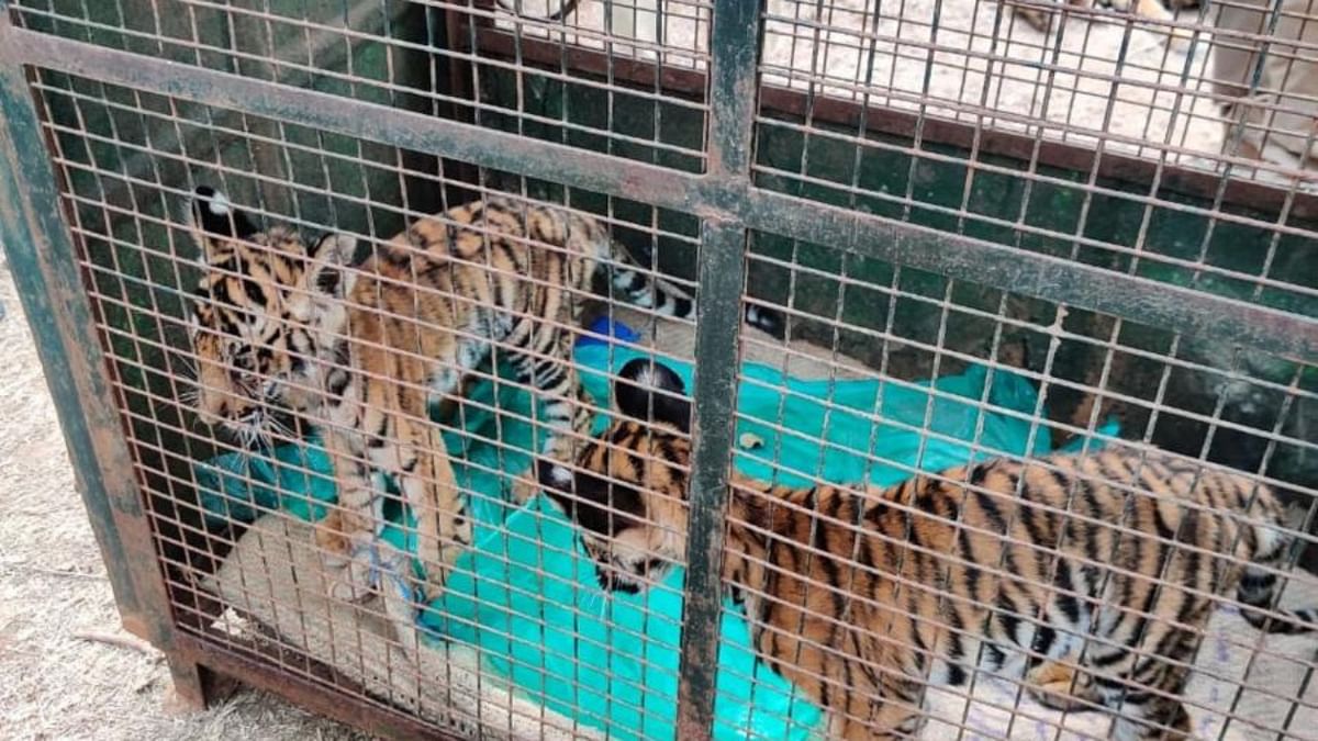 3 tiger cubs die of starvation in Bandipur; 1 rescued