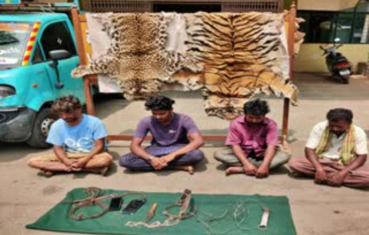 Poachers held for killing tigers and leopards