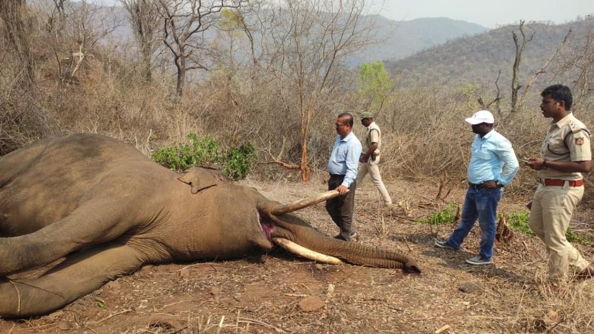 Male elephant found dead at Cauvery Wildlife Sanctuary