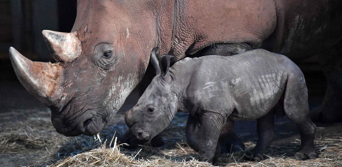 Dutch zoo blessed with baby rhinoceros on Easter Sunday
