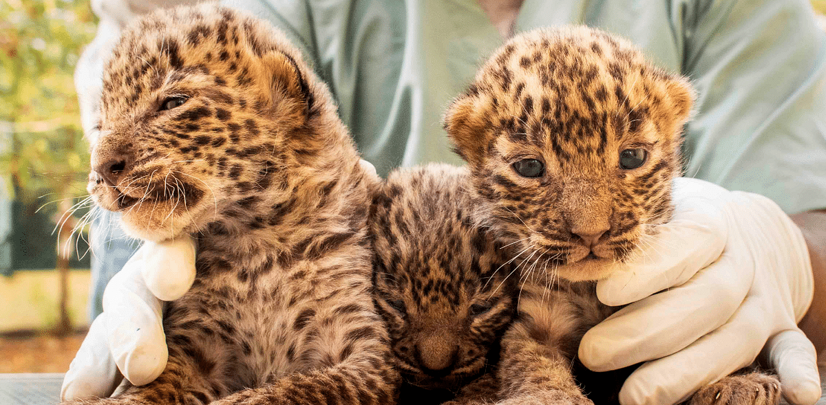 Three leopard cubs found in sugarcane fields in Pune