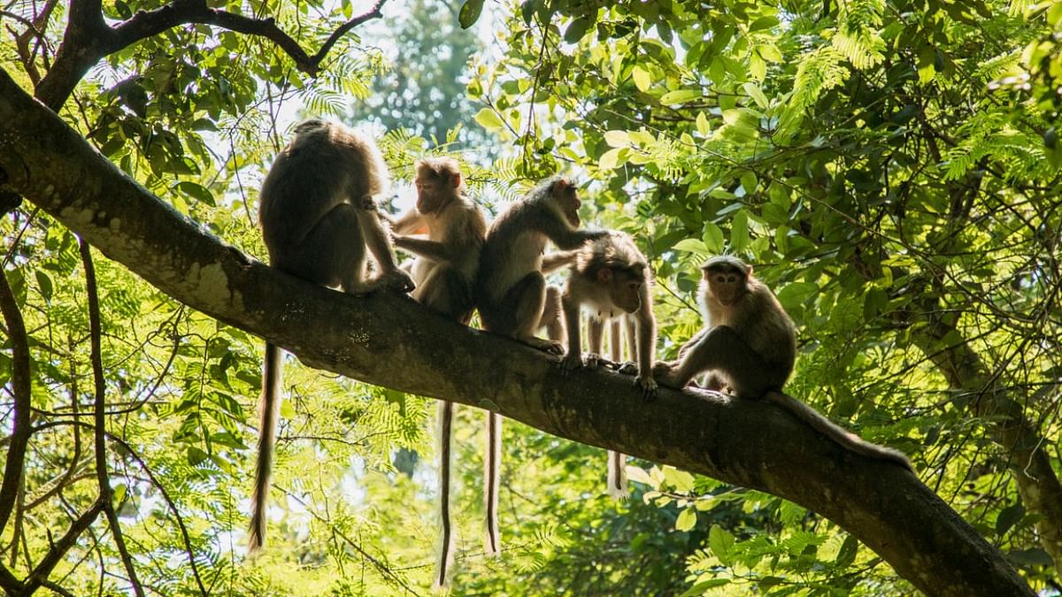 What monkeys can teach humans about resilience after disaster