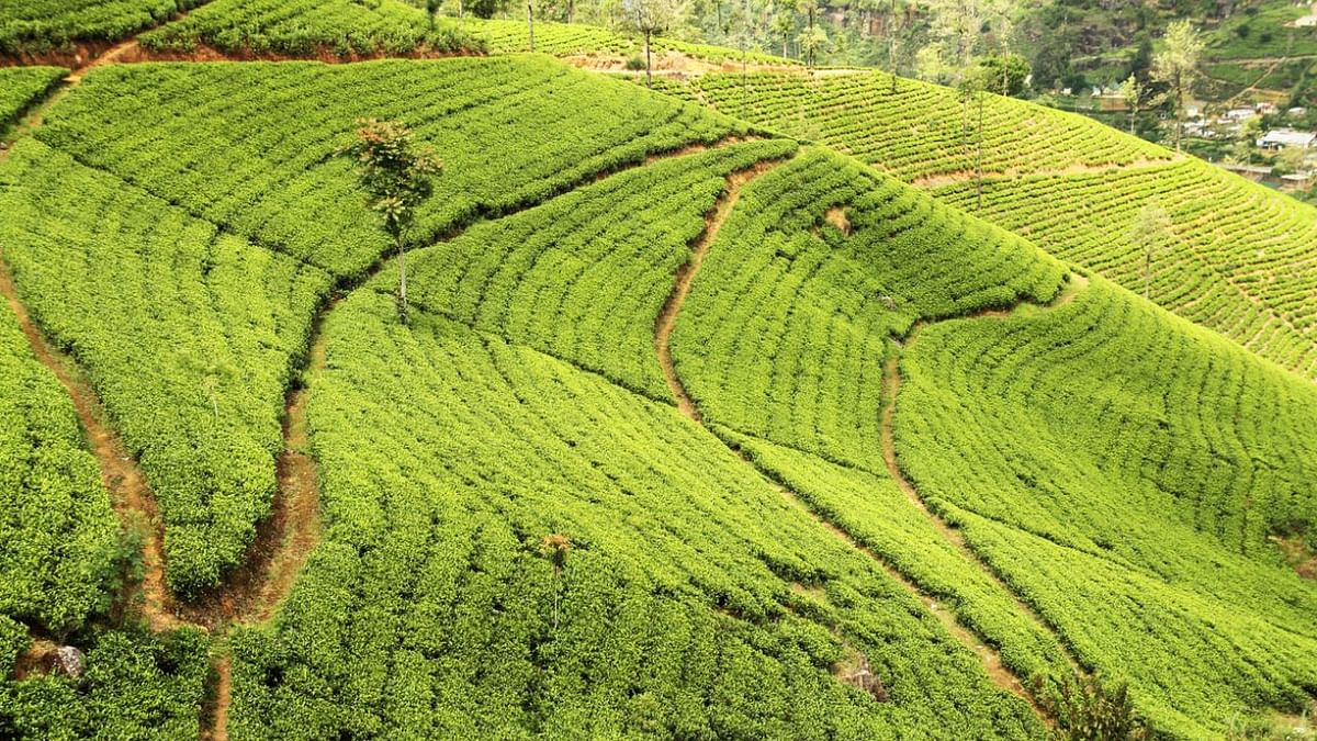 Planters' body in north-east opposes government notification to sell 100% tea through auction