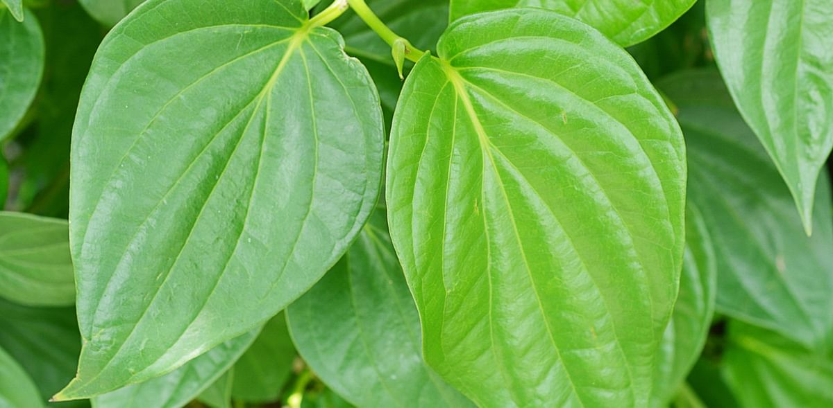 IIT Kharagpur researchers develop betel leaf oil extractor