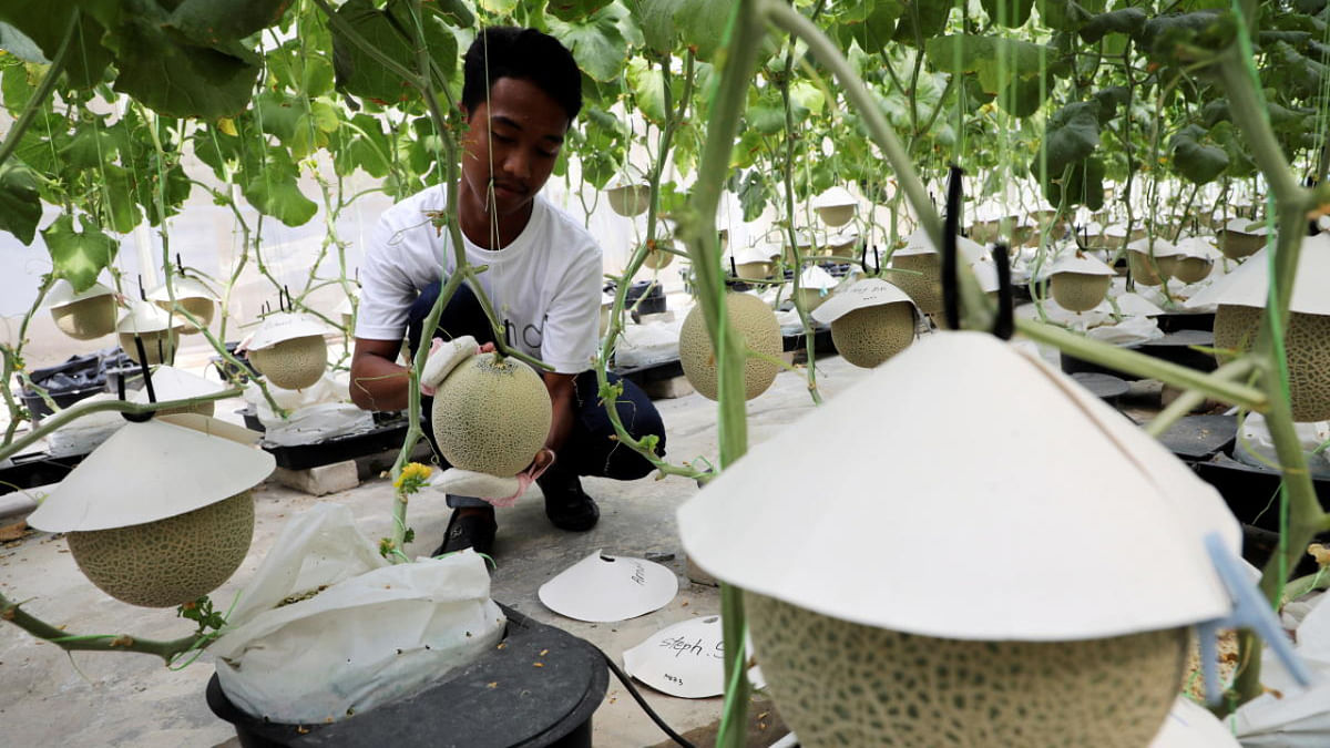 Music and massage: Malaysian farmers attempt to grow prized Japanese muskmelons