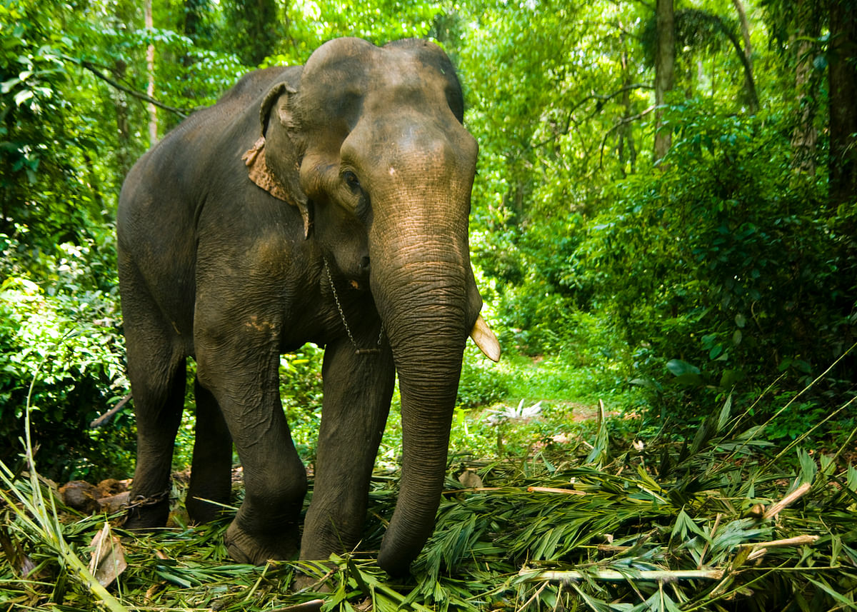 Wild elephant strays into Karnatak varsity campus