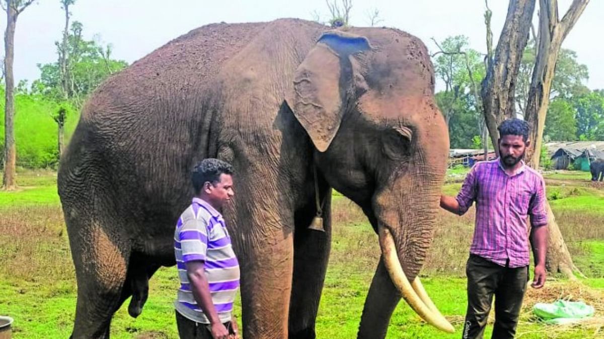 Chorus grows for release of elephant Kusha back into wilderness