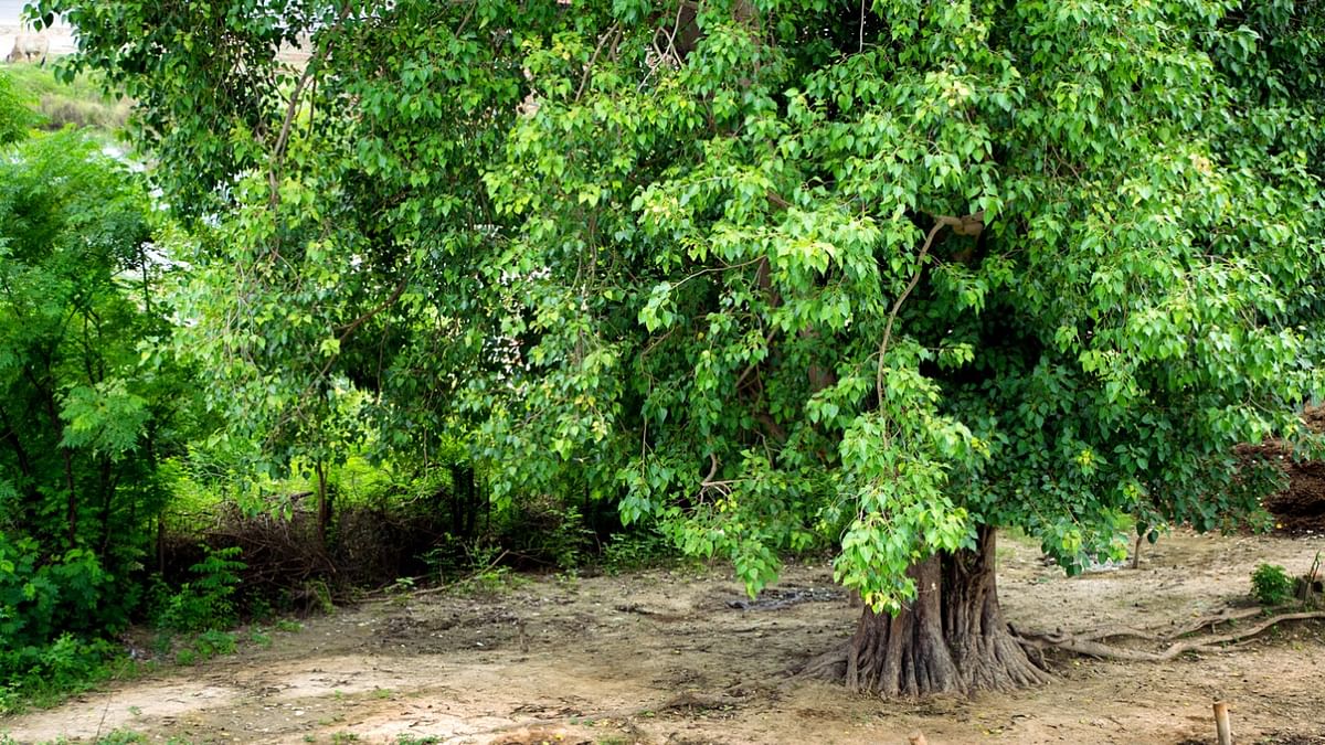 Desperate for oxygen, people with breathing difficulties sleep under peepal tree in UP's Shahjahanpur