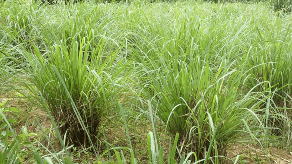 Here’s why you should consume superfood lemongrass 