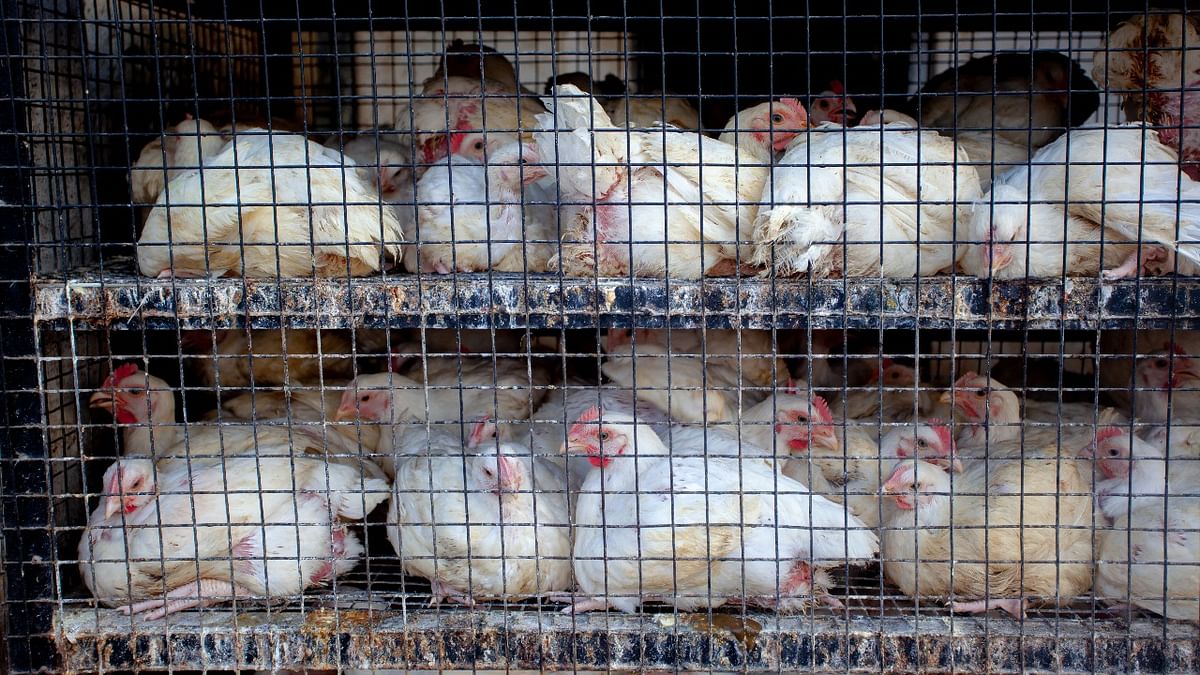 Bird flu detected at poultry farm in Punjab's Ludhiana
