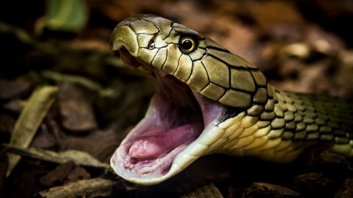 Over 50,000 people die every year from snake bites: Varad Giri