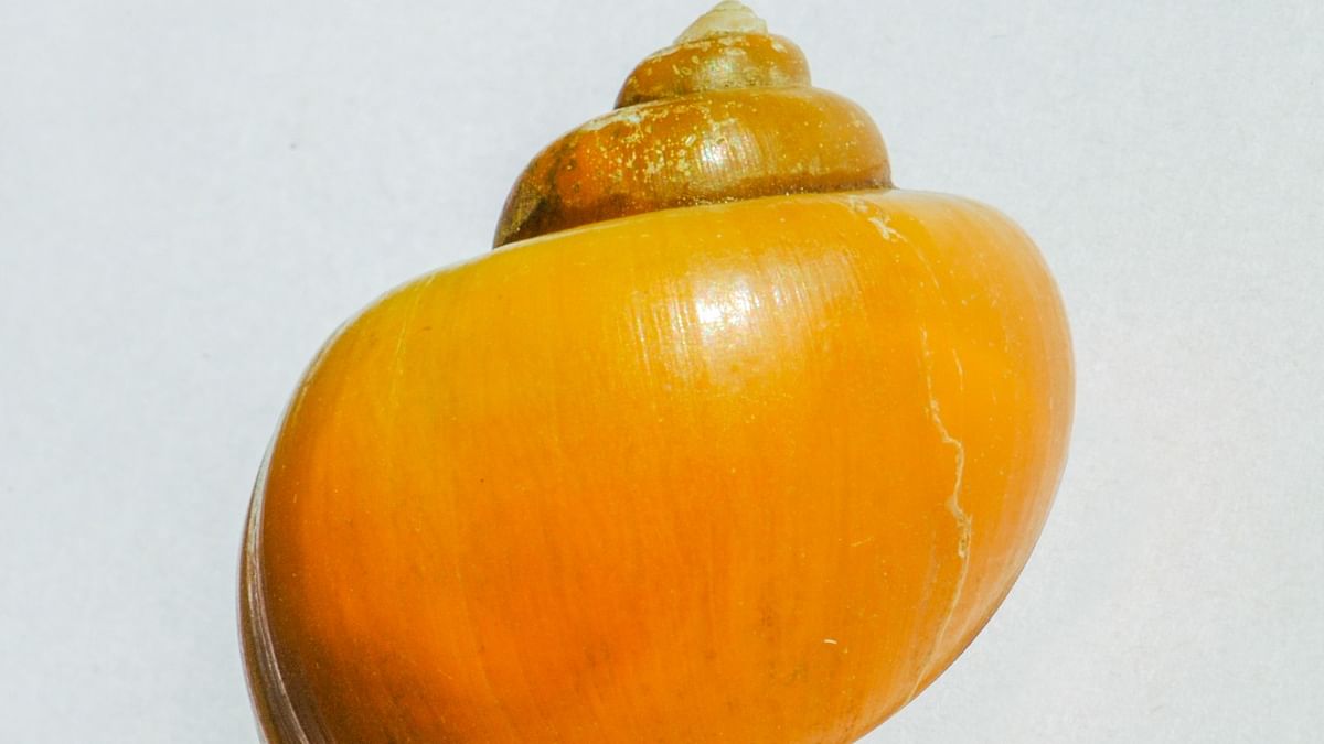 Exotic South American Apple Snail discovered in Mumbai