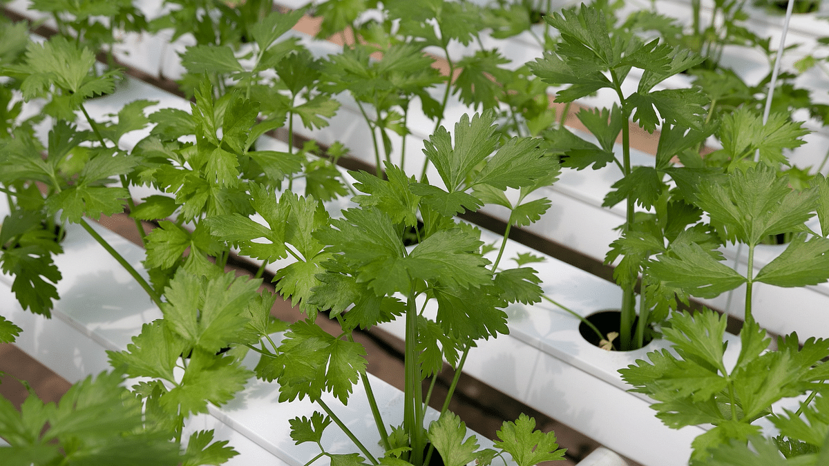 Here’s why you should consume superfood coriander 