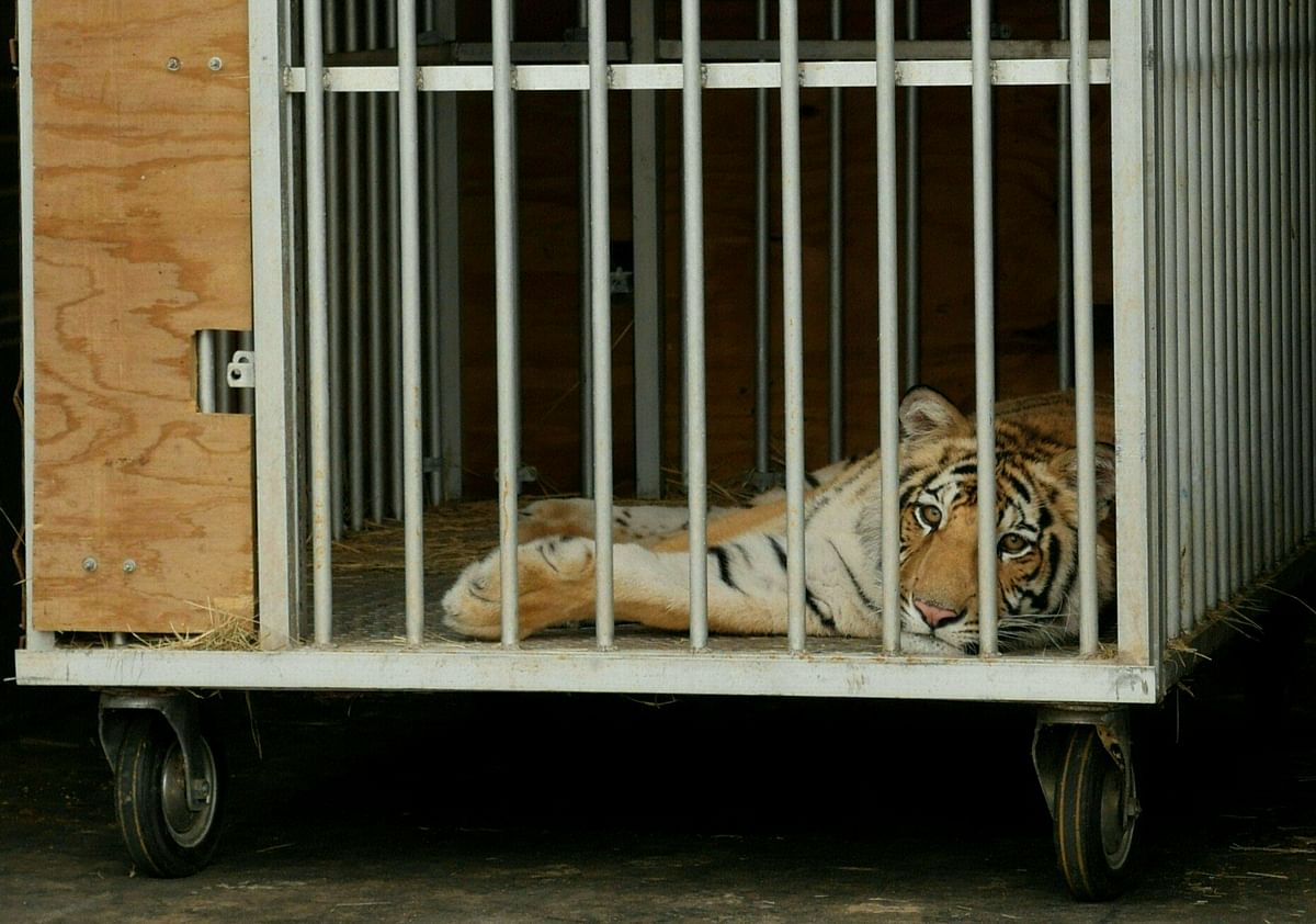 People in Houston heave sigh of relief as elusive Bengal tiger India captured