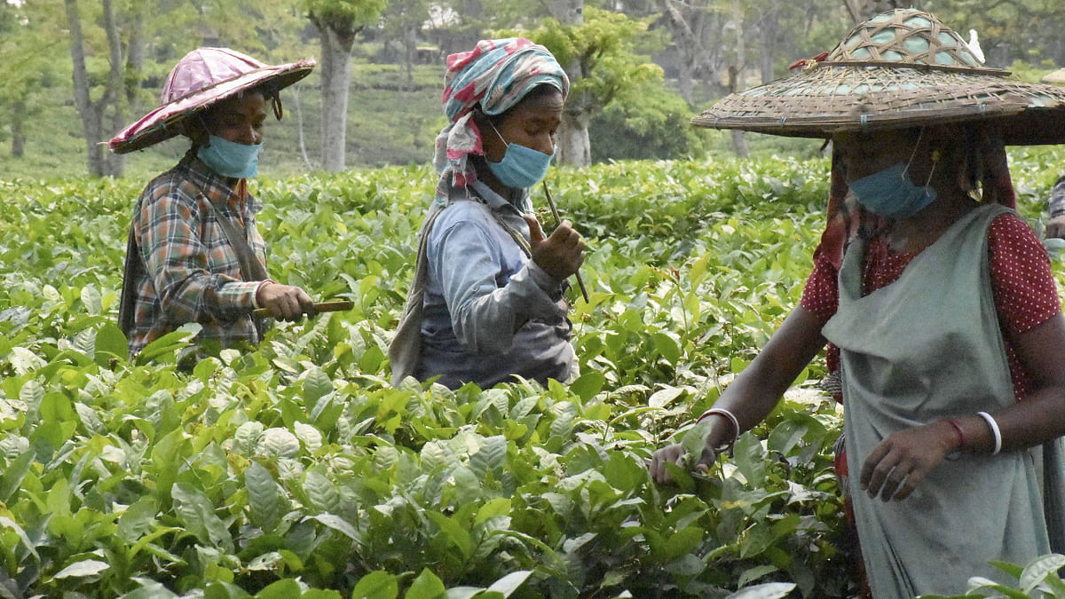 Reverse migration of workers cripples plantation sector