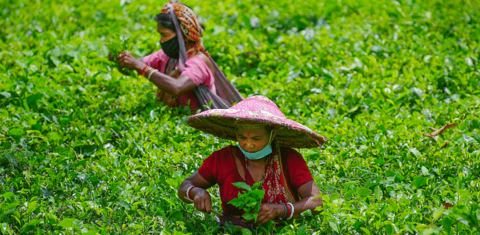 After Covid-19, deficit rainfall deepens crisis in Assam tea industry