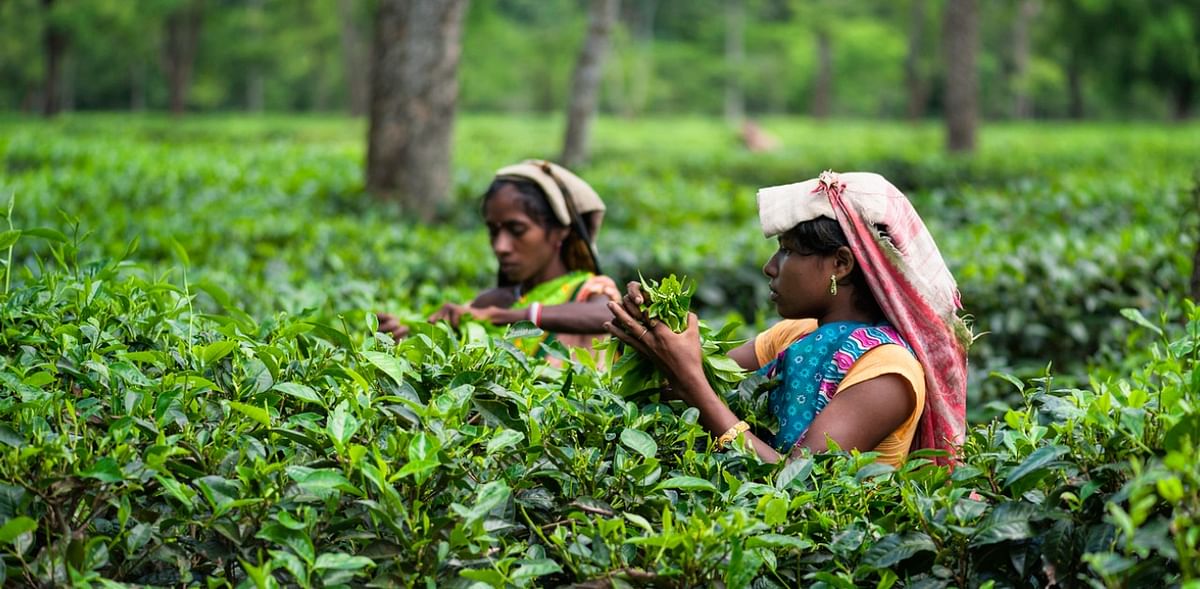 Tripura wants its tea to be auctioned again in Bangladesh