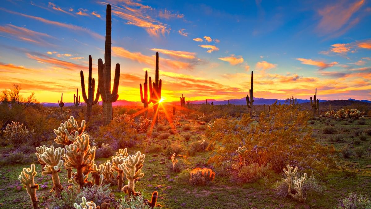 Global cactus traffickers are cleaning out the deserts