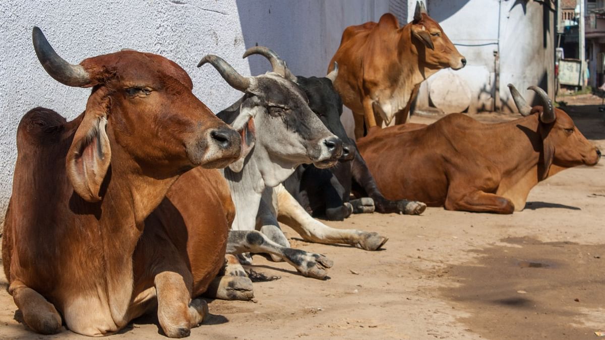 Assam government mulls cow protection bill to rein in cattle smuggling