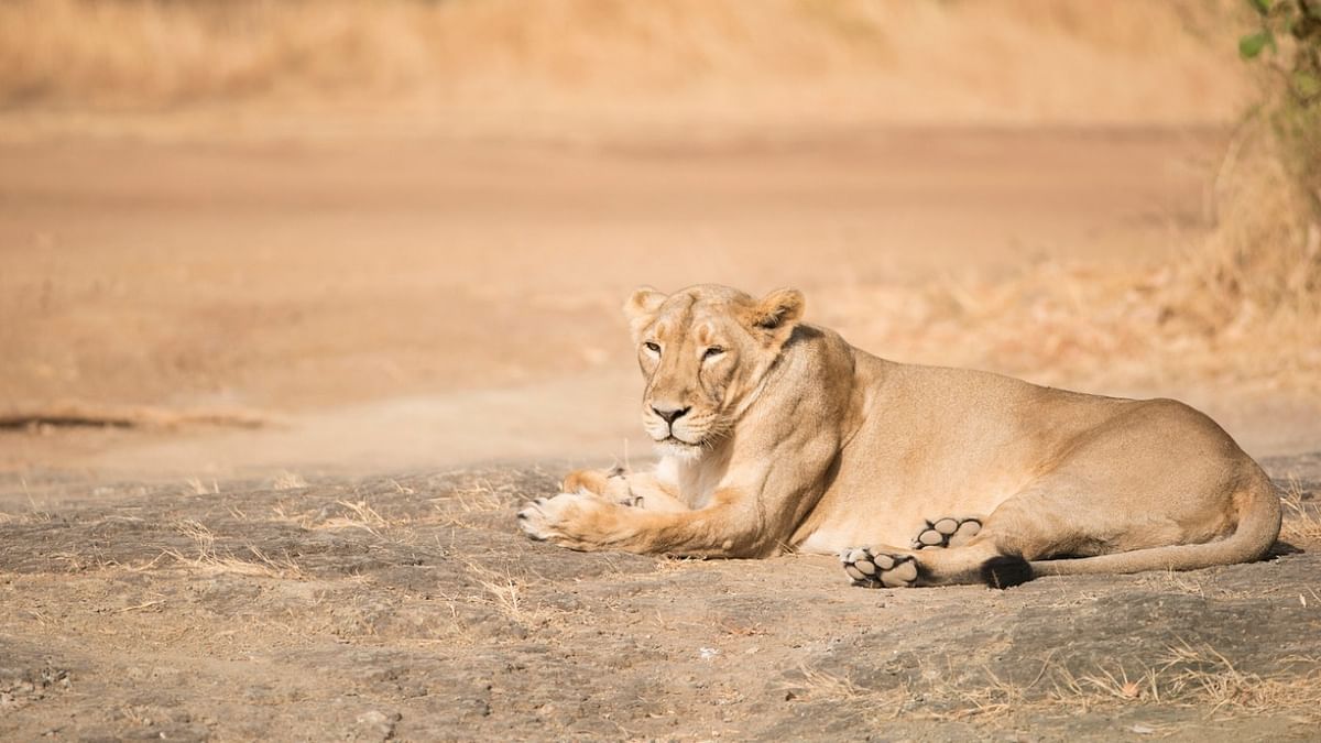 Gujarat: Asiatic lioness, four blackbucks found dead near dam