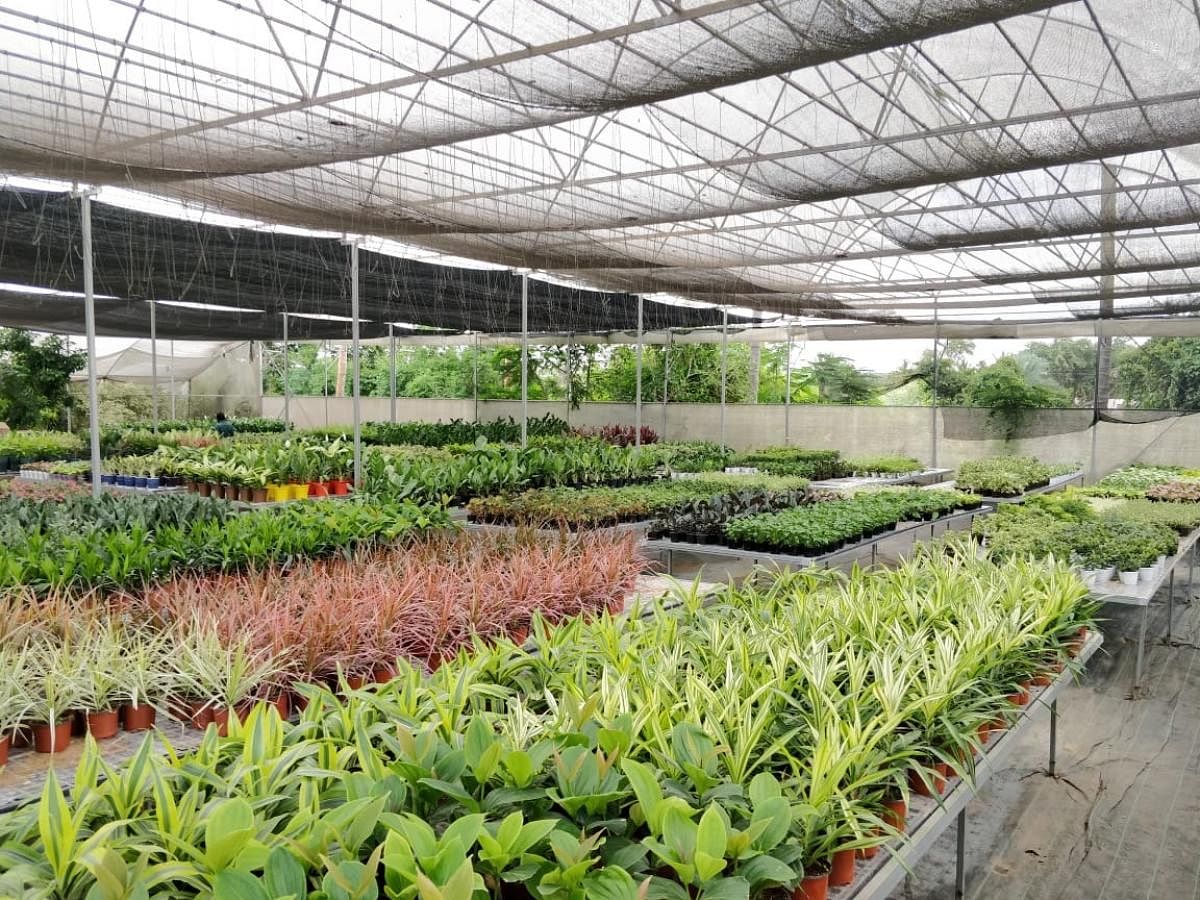 Weather just right to start kitchen garden, say experts