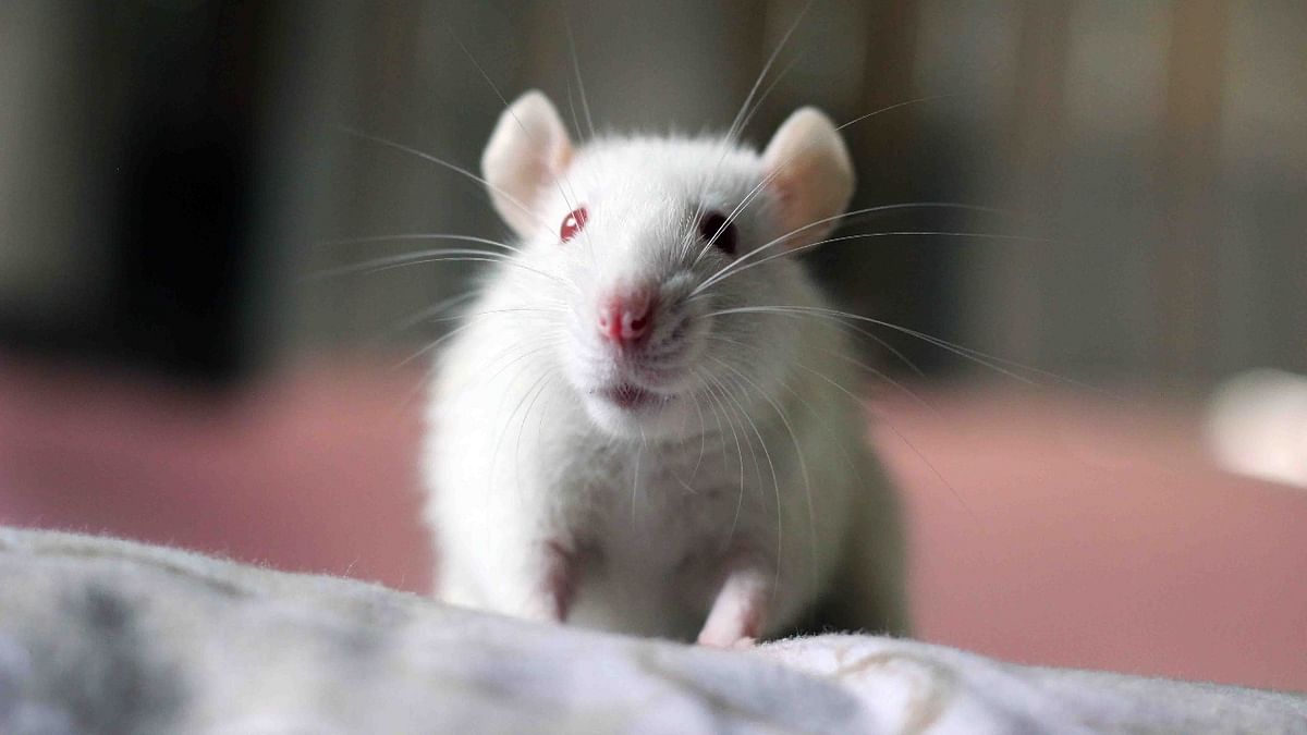 Scientists drove mice to bond by zapping their brains with light