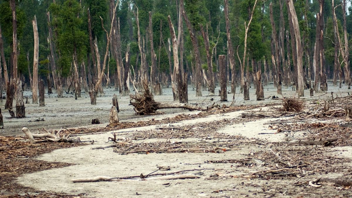 Cyclone Yaas: breeding centres of crocodiles, rare turtle inundated in Sundarbans